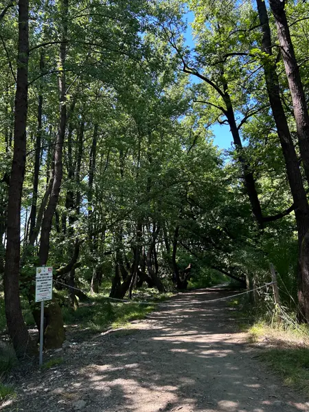 Abelya Camping çevresi sığla (günnük) ormanı ve yürüyüş yolu, Marmaris Karacasöğüt Gökova Körfezi kamp alanı
